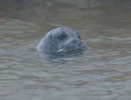 Seal believed to be 'Tama-chan' seen in Saitama Pref.